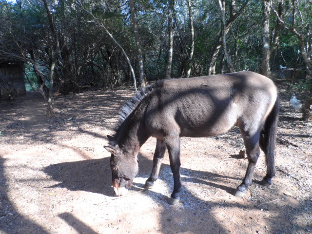 Winter in Paraguay 21