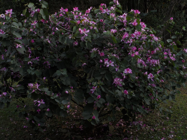 Winter in Paraguay 27