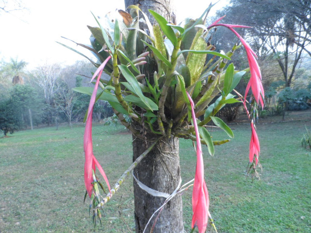 Winter in Paraguay 3