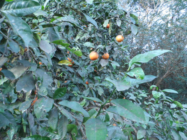 Winter in Paraguay 6