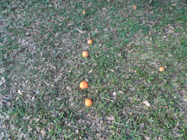 Winter in Paraguay 7