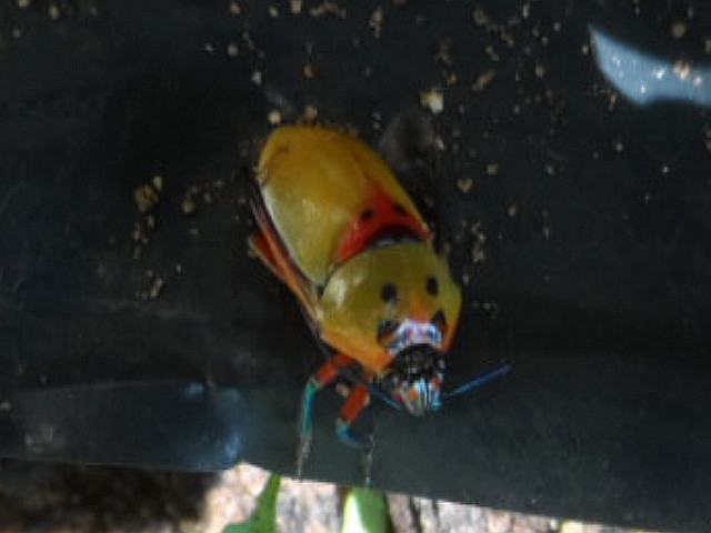 so manche Kleinigkeiten in Altos