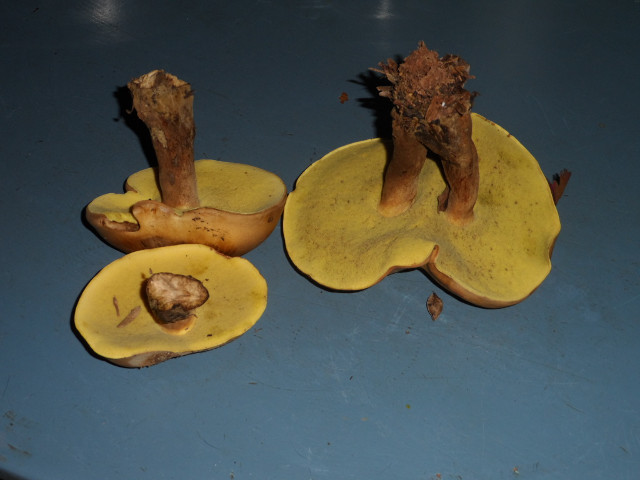 so manche Kleinigkeiten in Altos