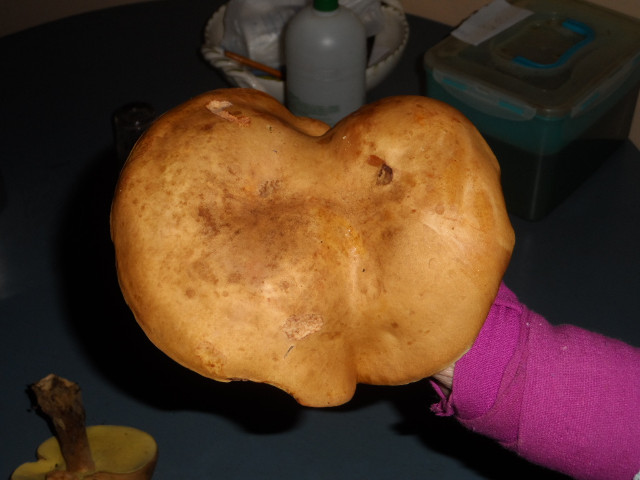 so manche Kleinigkeiten in Altos