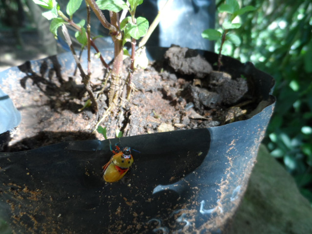 so manche Kleinigkeiten in Altos