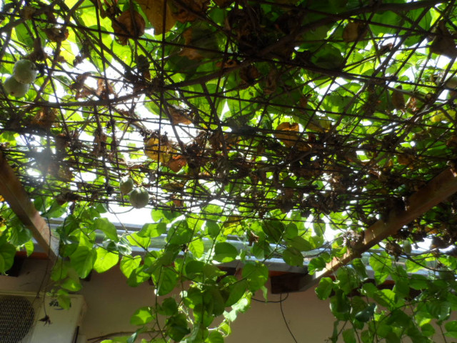 so manche Kleinigkeiten in Altos