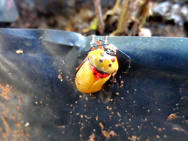 keine Zeit eher zu schreiben