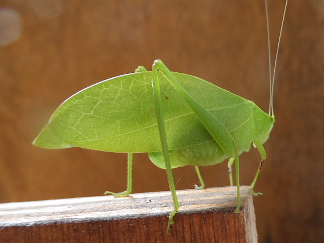 keine Zeit eher zu schreiben