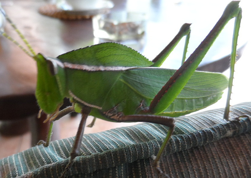 keine Zeit eher zu schreiben