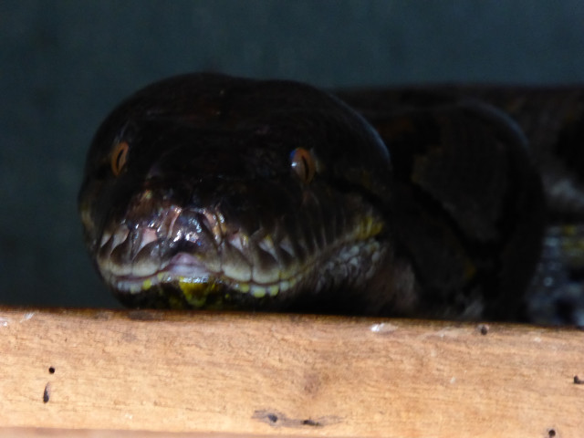 Besuch aus Deutschland und ihre Bilder