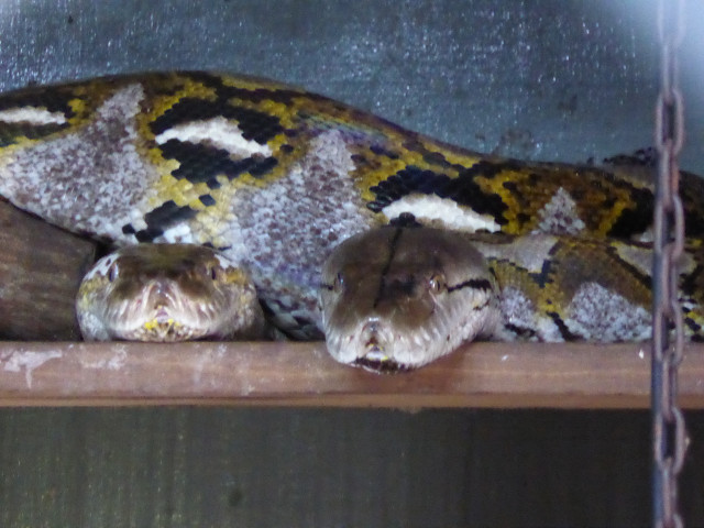 Besuch aus Deutschland und ihre Bilder