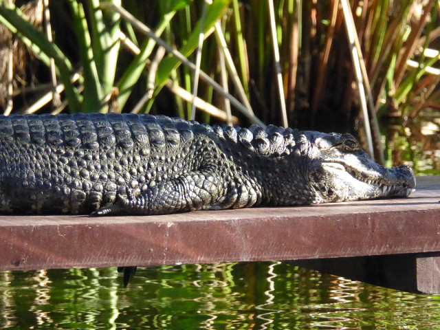 Besuch aus Deutschland und ihre Bilder