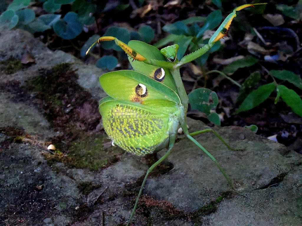 Alien im Garten