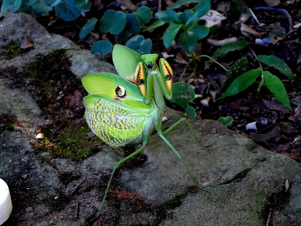 Alien im Garten