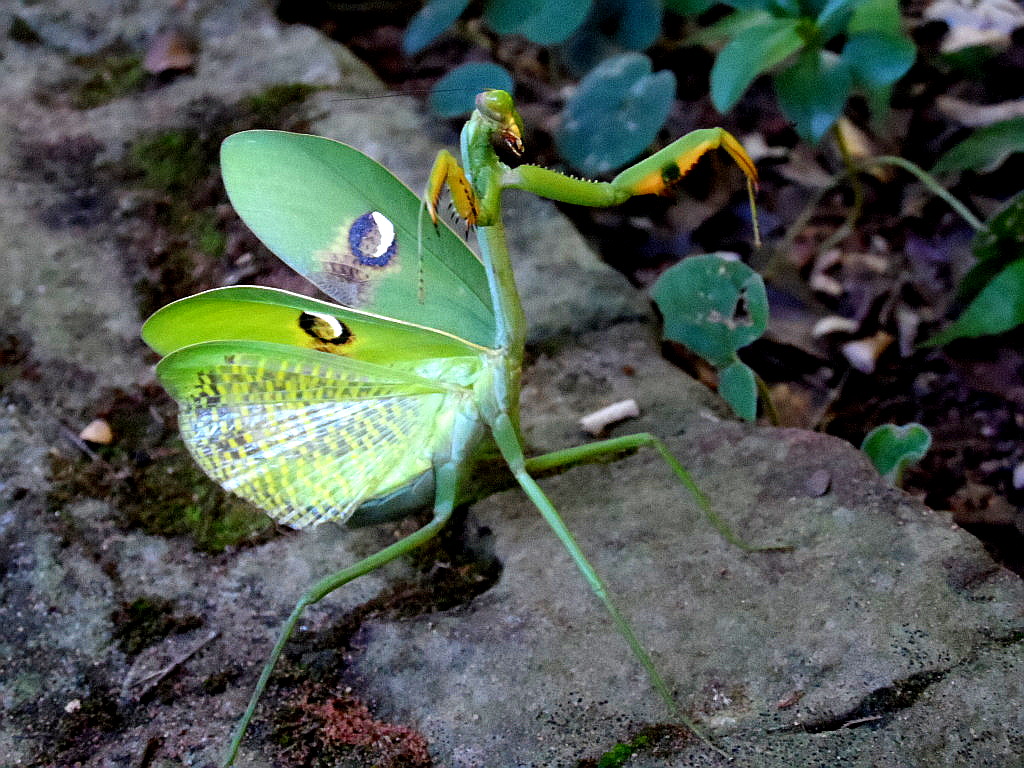 Alien im Garten
