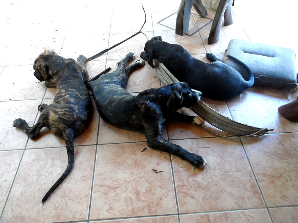 Hundchens, 3 an der Zahl