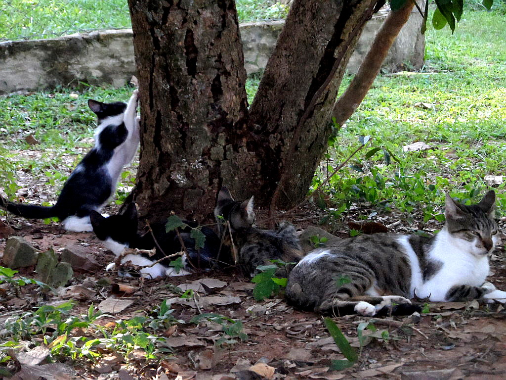 Hundchens, 3 an der Zahl