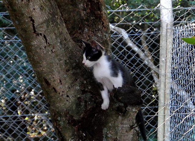 Hundchens, 3 an der Zahl