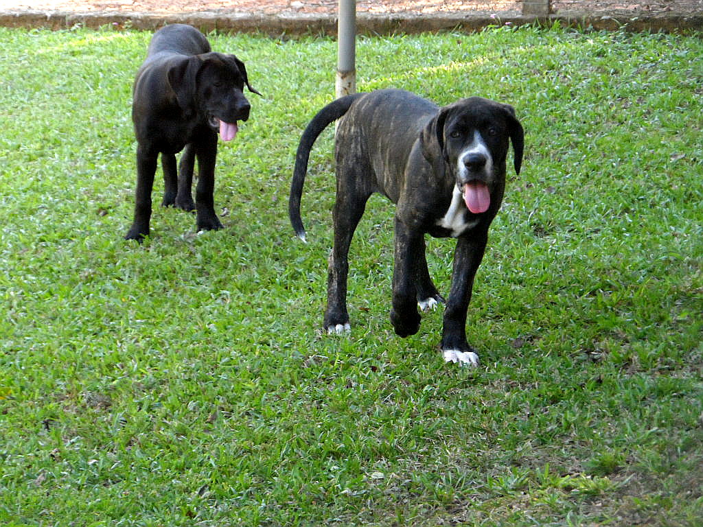 Hundchens, 3 an der Zahl