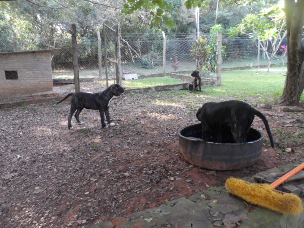 Hundchens, 3 an der Zahl