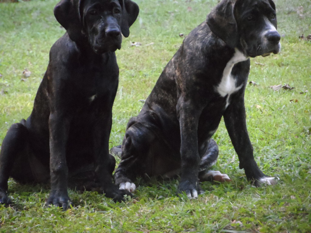 Hundchens, 3 an der Zahl