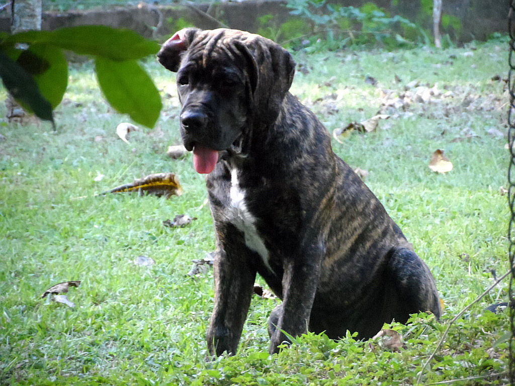 Hundchens, 3 an der Zahl