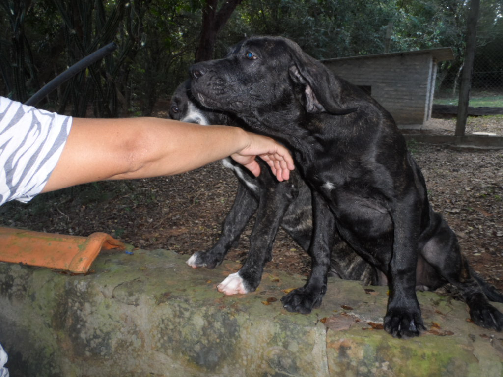 Hundchens, 3 an der Zahl