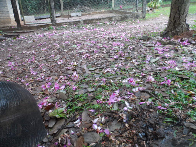 Bettwetter in Paraguay