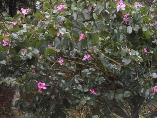 Bettwetter in Paraguay