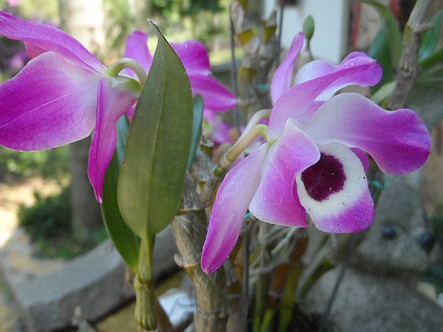 Orchidee