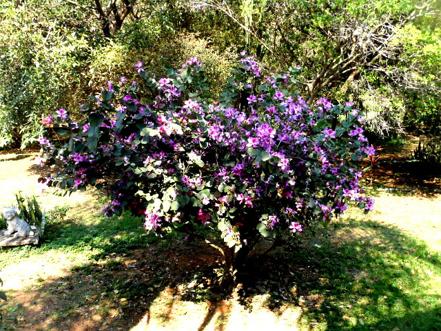 Frühling in Paraguay