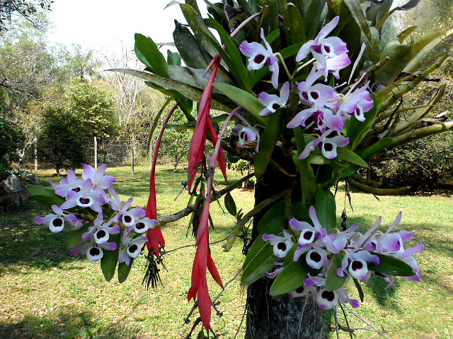 Frühling in Paraguay