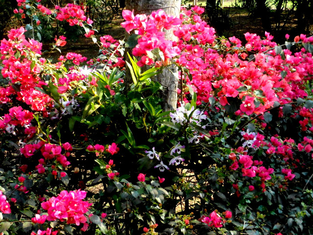 Frühling in Paraguay