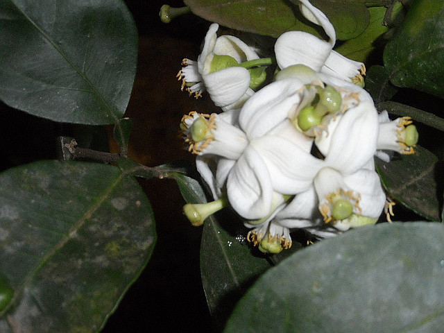 Frühling in Paraguay