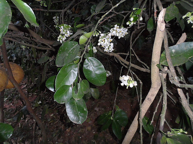 Frühling in Paraguay