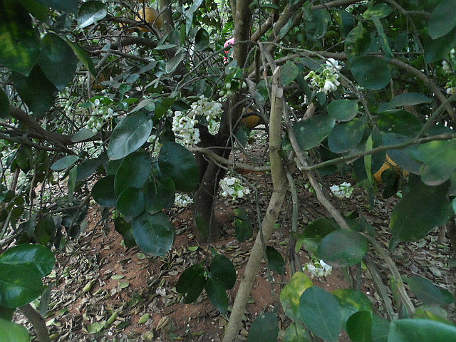Frühling in Paraguay