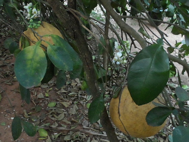 Frühling in Paraguay
