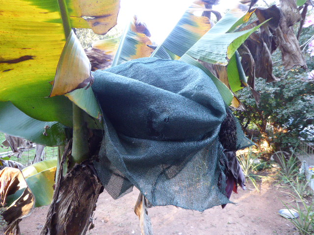 Winter in Paraguay 2019