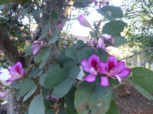 Winter in Paraguay 2019