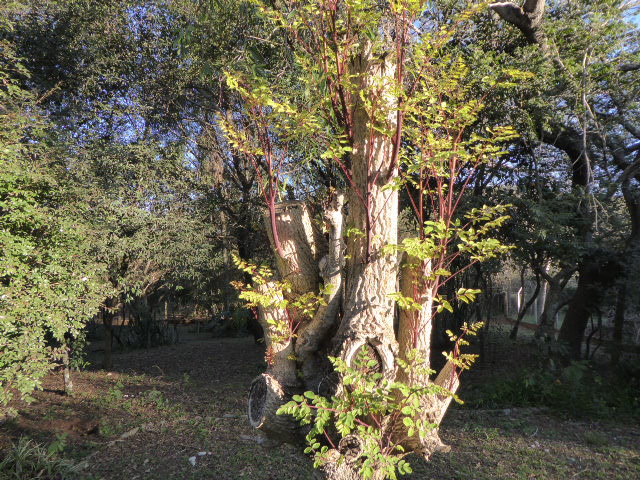 Winter in Paraguay 2019