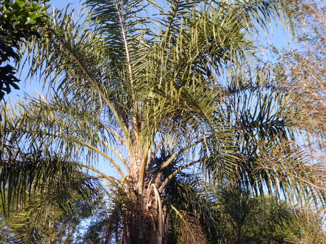 Winter in Paraguay 2019