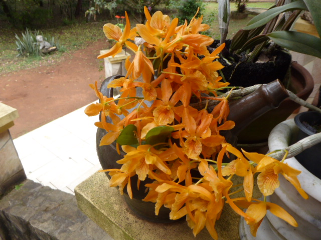 Frühling in Paraguay 2019