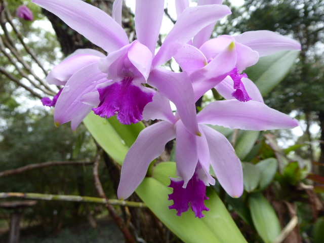 Frühling in Paraguay 2019