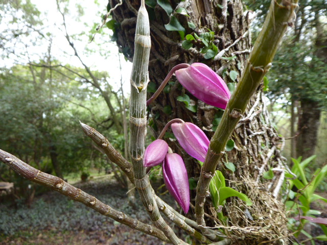 Frühling in Paraguay 2019