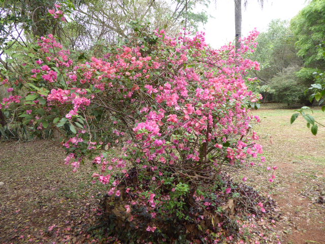 Frühling in Paraguay 2019