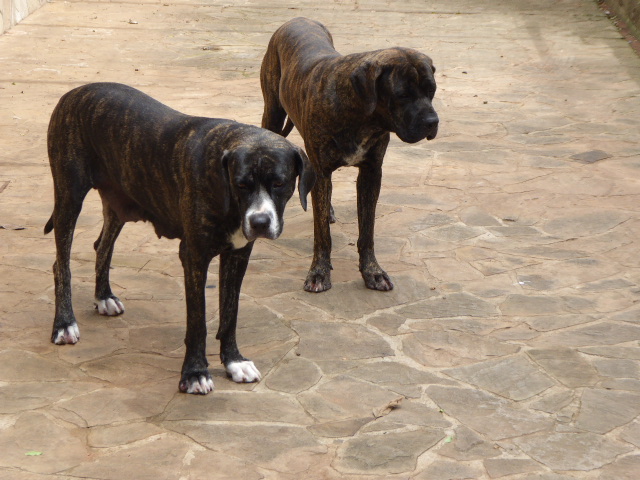 Frühling in Paraguay 2019