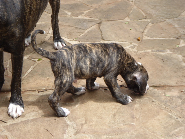 Frühling in Paraguay 2019