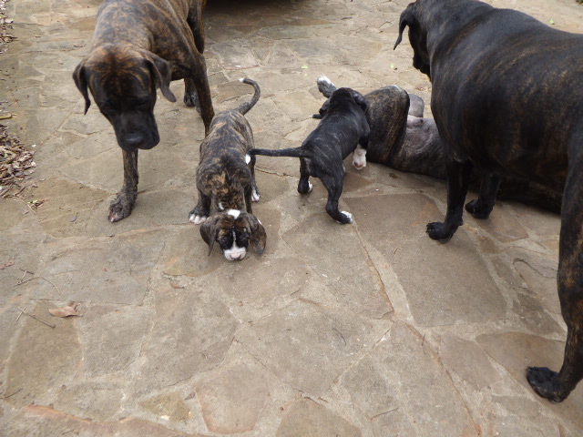 Frühling in Paraguay 2019