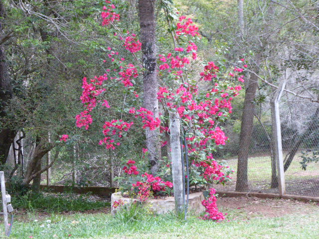 Frühling in Paraguay 2019