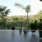 Kröten als Fliegenfänger in Paraguay